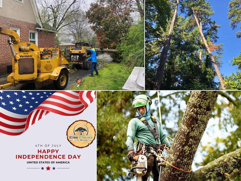 Elias Chavez Tree Service