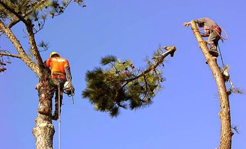 College Station Tree Service 5222 Enchanted Oaks Dr, College Station Texas 77845