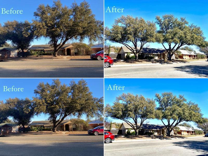 360 tree and landscaping