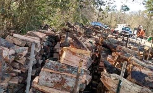 Evans Tree and Stump Work