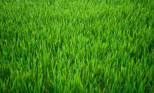 Tip Top Yard Care & More