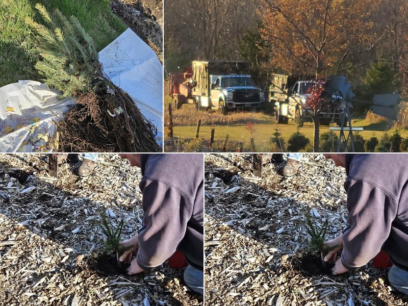 Bill and Wayne Tree Service