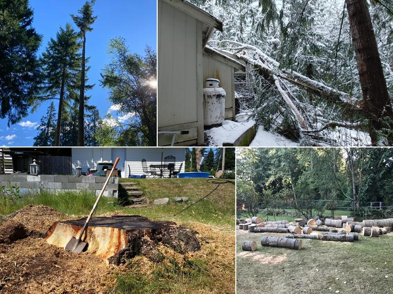 budget stump -n- tree removal