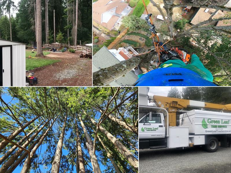 Green Leaf Tree Service