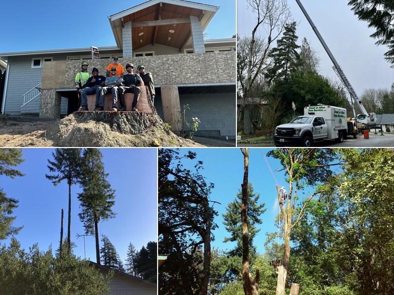 Dead Or Alive Tree Service