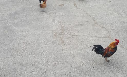 Alameda Construction Services