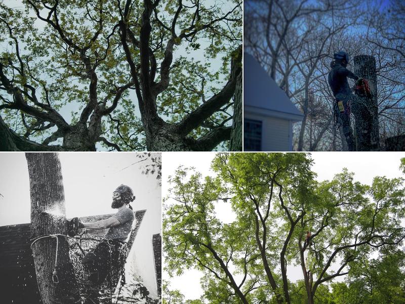 Seaside Tree Solutions