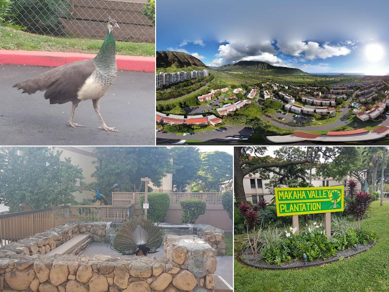 Makaha Valley Plantation