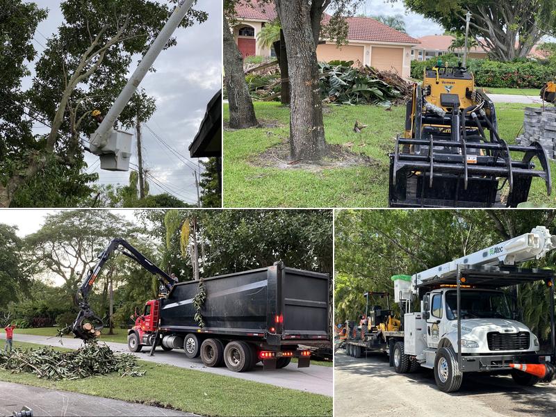 Timberland Tree Service