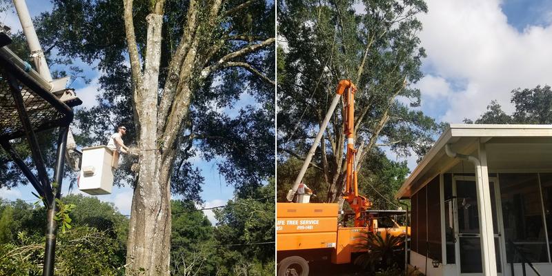 New Life Tree Services