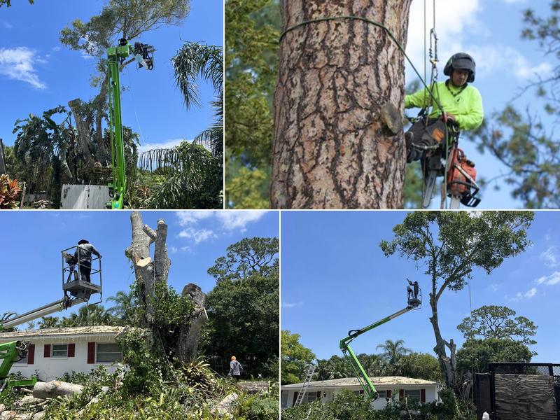 Perez tree service