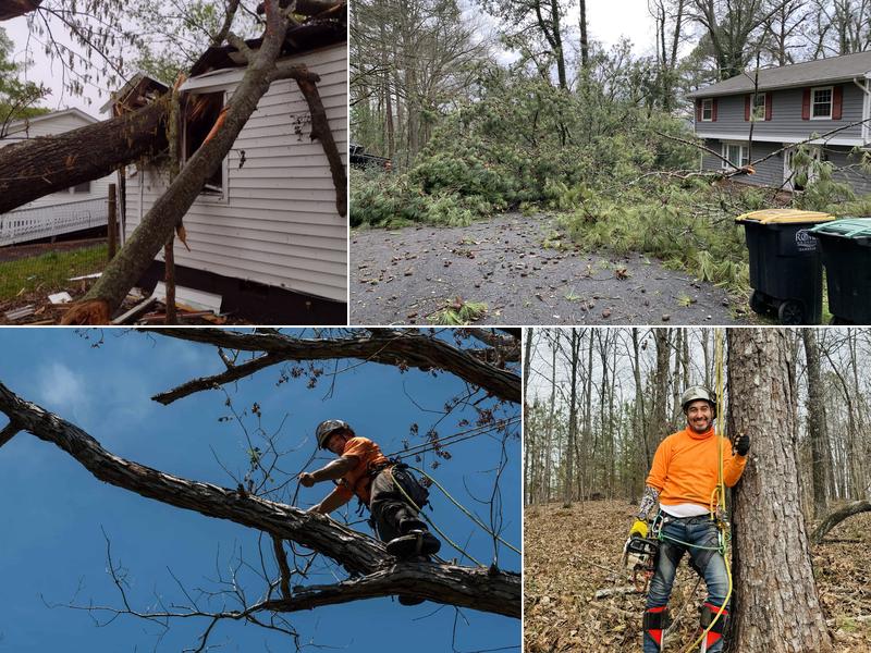 Googe Tree Service and Design