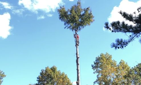 North Georgia Tree Service 601 McDaniel Station Rd SW, Calhoun Georgia 30701