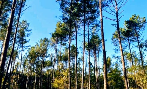 WB Logging and Timber Management Elkhart