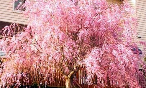 Deep Woods Lawn & Firewood Service 304 S 8th St, Hugo Oklahoma 74743