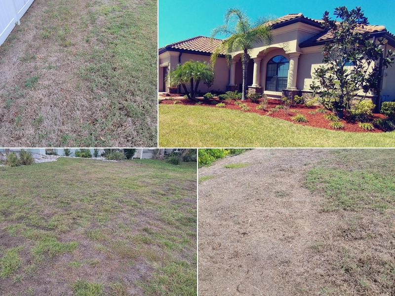 Absolute Lawn And Landscape