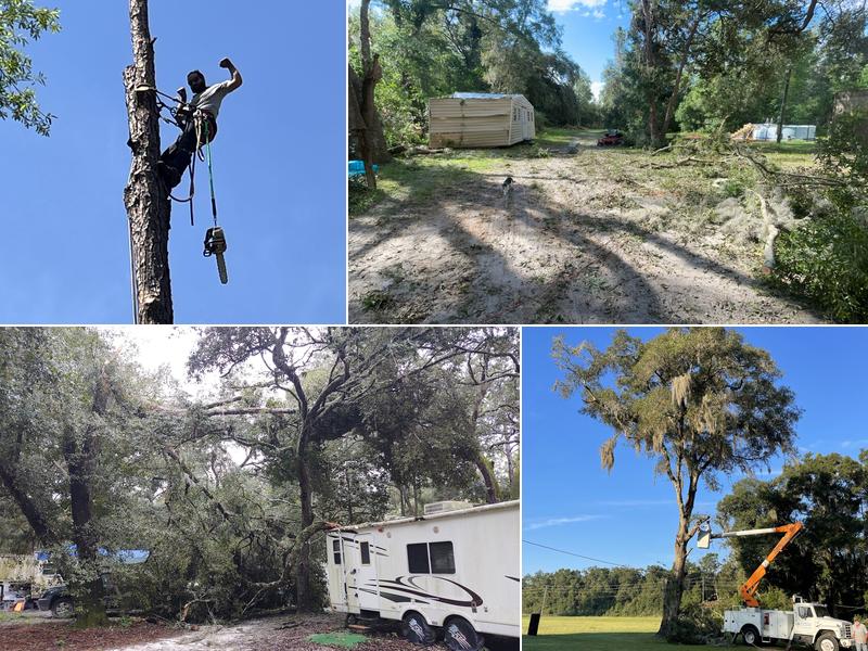 Turbeville Tree Services