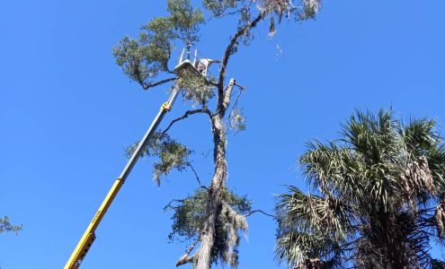 Dylan's Tree Service and Landscaping LLC 13620 SW 102nd Pl, Dunnellon Florida 34432