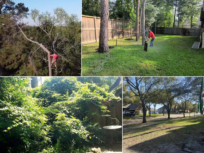 De Jesus Tree Service