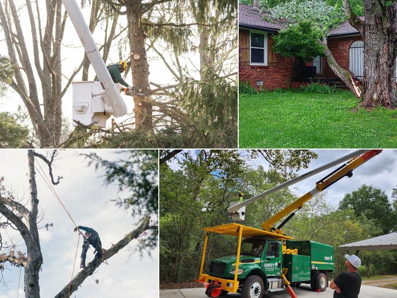 The Davey Tree Expert Company