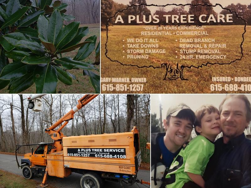 A Plus Tree Care