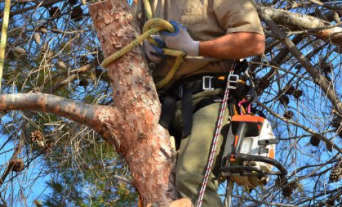 McKee Tree Service 1306 Old Beech Mountain Rd, Elk Park North Carolina 28622