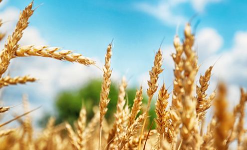 Farm Credit of the Virginias 268 E Jackson St, Gate City Virginia 24251