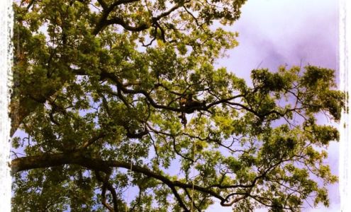 A-1 Wilson Tree & Lawn Service