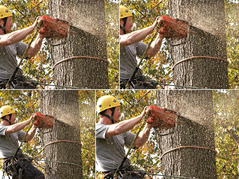 J & L Tree Service LLC