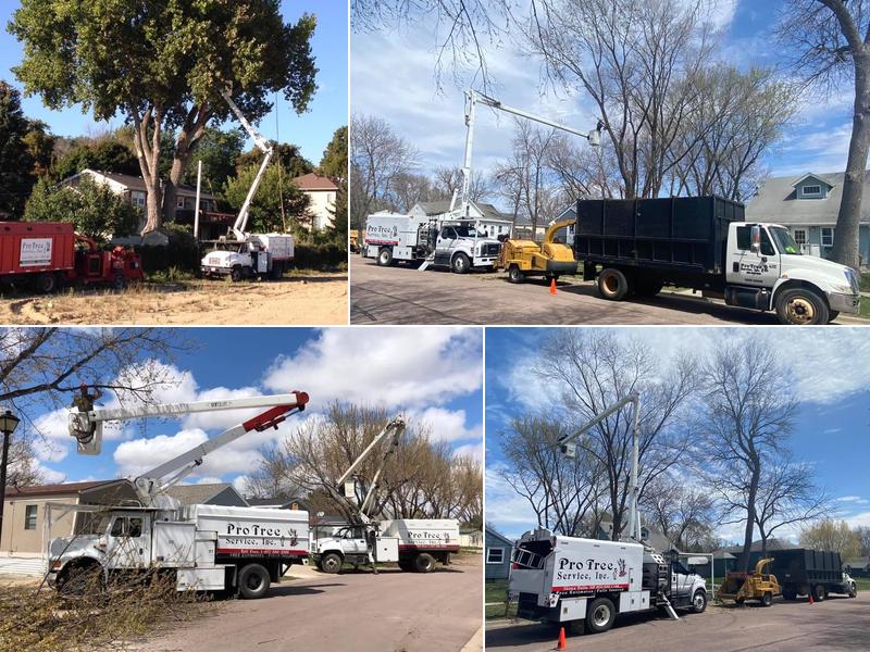 Pro Tree Service Inc