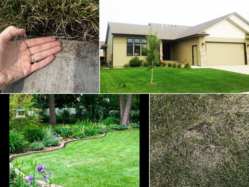 B Green & SodBusters Inc.