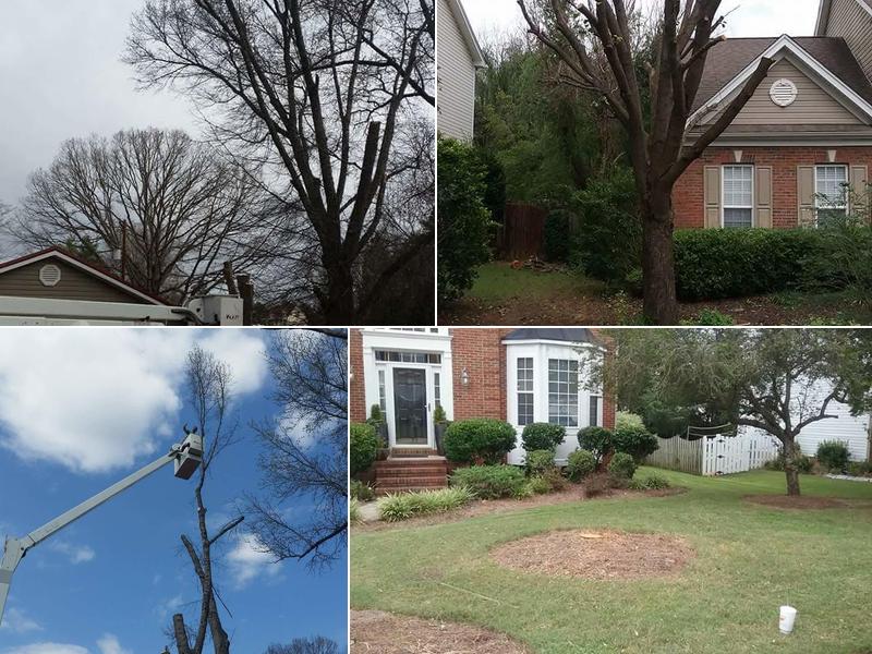 Tillotson's Tree Care