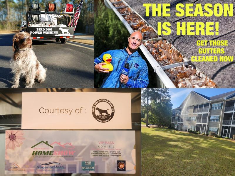 Bird Dog Power Washing and Roof Cleaning