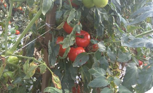 Elwood Howard Electrical Contractor 5334 Old Shallotte Rd NW, South Brunswick North Carolina 28470