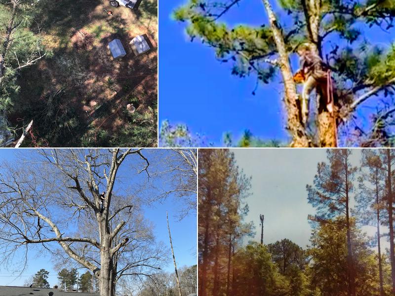 Tw’s Tree & Climbing