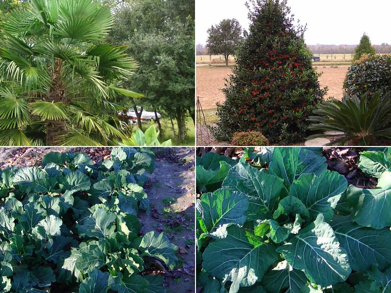 Planters Ridge Nursery