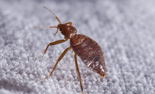 Quik Kill Pest Eliminators Inc Seneca