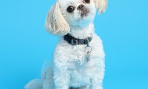 Brice Photography | For Pets and Families | Regina Photographer