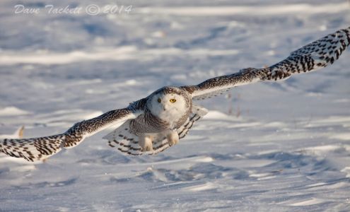 Dave Tackett Photography