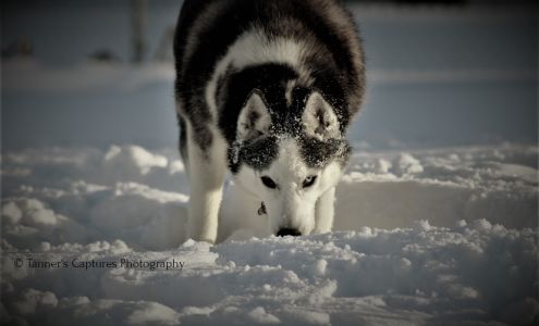 Tanner's Captures Photography