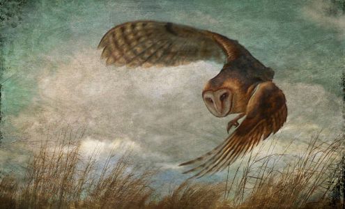 Schlomer Photography