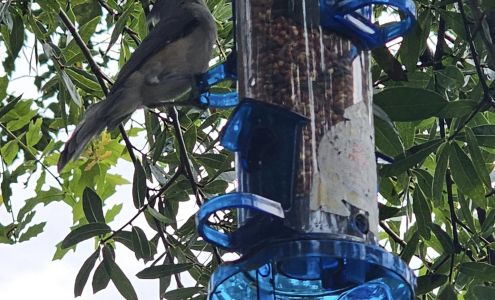 Evangelina's Photography