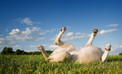 All Ears Pet Photography