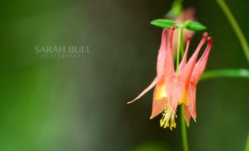 Sarah Bull Photography