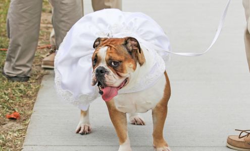 Picture-Perfect Creations Photography