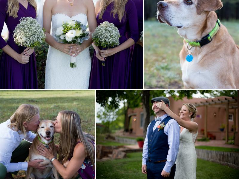 Elk and Pine Photography