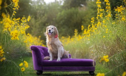 Danielle Nicole Pet Photography