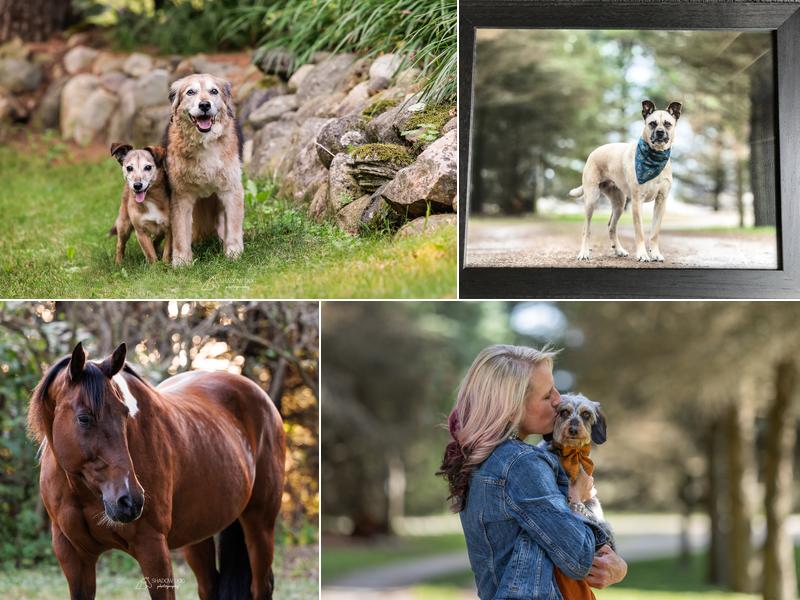 Shadow Dog Photography