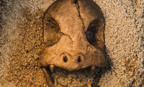 Corey Kennedy Photography