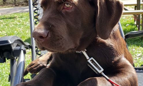 Midnight Howler Kennel / Photography